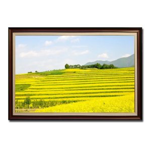 Tranh treo tường đẹp lúa chín vàng óng trên những thửa ruộng bậc thang Amia42266