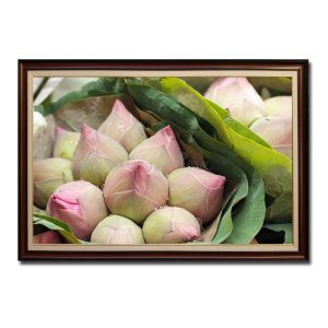 Bức tranh đẹp hình ảnh những búp hoa sen