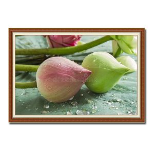 Trong bức tranh là hình ảnh búp sen trắng và búp sen hồng