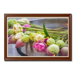 Bức tranh đẹp hình ảnh những bông hoa sen hồng, hoa sen trắng