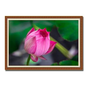 Bức tranh đẹp với hình ảnh bông hoa sen đang nở khoe sắc hồng rực rỡ