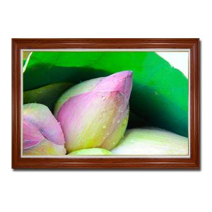 Mẫu tranh đẹp hình ảnh những búp nụ sen màu phớt hồng