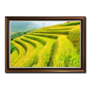Mẫu tranh ruộng bậc thang đẹp mùa lúa chín ngả vàng
