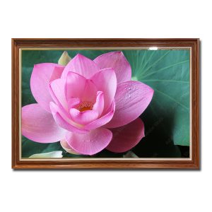 Bức tranh đẹp hình ảnh bông hoa sen hồng tươi tắn