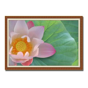 Bức tranh đẹp hình ảnh bông hoa sen hồng phai đẹp