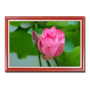Bức tranh đẹp hình ảnh nụ và hoa sen hồng rực rỡ