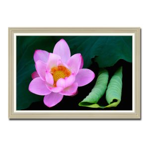 Mẫu tranh đẹp hình ảnh bông hoa sen có cánh tím phớt hồng