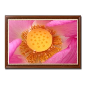Toàn bộ khung hình bức tranh là một màu hồng rực rỡ của cánh hoa sen