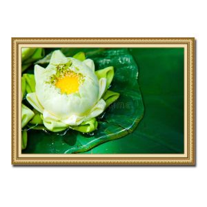 Bức tranh đẹp hình ảnh bông hoa sen trắng nhụy vàng