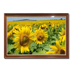 Bức tranh treo tường hình ảnh cánh đồng hoa hướng dương đẹp