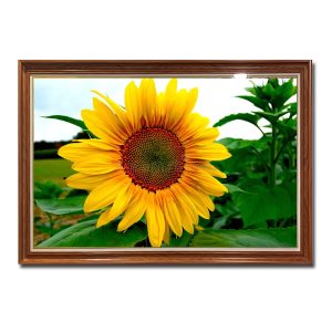 Bức tranh bông hoa hướng dương đẹp nổi bật