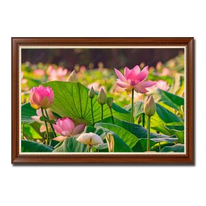 Bức tranh phong cảnh đầm sen đẹp với hàng trăm bông hoa và búp nụ