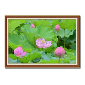 Bức tranh phong cảnh đầm sen đẹp với những búp nụ và hoa màu hồng
