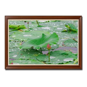 Bức tranh có hình ảnh đầm sen đầu vụ