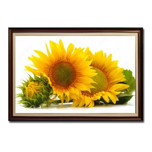 Mẫu tranh treo tường nụ và hoa hướng dương đẹp trên nền trắng