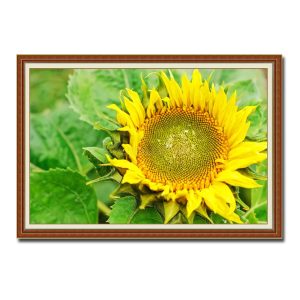 Bức tranh đẹp bông hoa hướng dương trên nền lá xanh