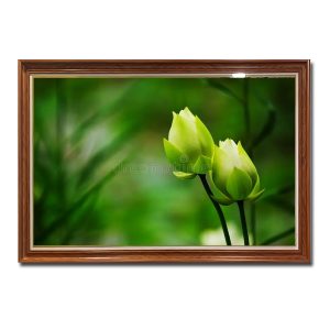 Mẫu tranh đẹp với hình ảnh 2 bông hoa sen trắng đang chúm nở