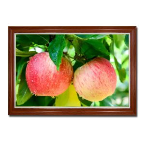 Tranh treo phòng bếp đẹp hình ảnh 2 quả táo chín đỏ trên cây