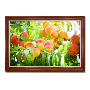 Mẫu tranh treo tường hình ảnh cây đào sai trĩu quả chín tươi ngon đẹp mắt
