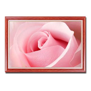 Mẫu tranh treo tường đẹp hình ảnh cận cảnh một bông hoa hồng phai