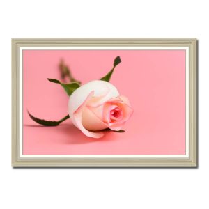 Mẫu tranh treo tường đẹp hình ảnh bông hoa hồng phai trên nền cũng màu hồng