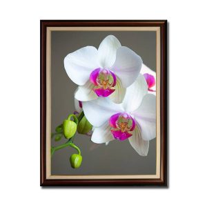 Mẫu tranh khổ đứng hình ảnh những bông hoa lan trắng nở đẹp