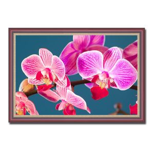 Mẫu tranh treo tường hình ảnh cành hoa lan với những bông màu hồng tươi sáng