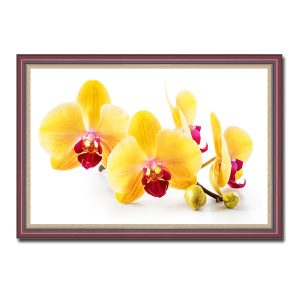 Mẫu tranh treo tường hình ảnh cành hoa phong lan vàng trên nền trắng
