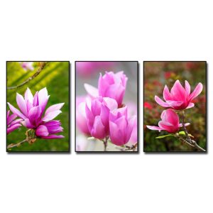 Bộ tranh hoa mộc lan đẹp với màu hồng tươi tắn