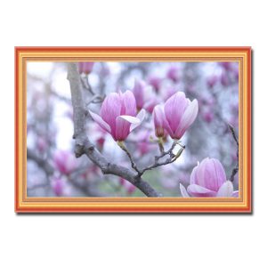 Mẫu tranh treo tường hình ảnh những bông hoa mộc lan nở trên cành