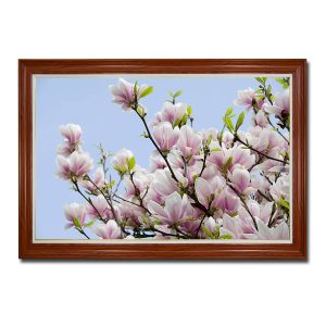 Mẫu tranh treo tường hình ảnh những bông hoa mộc lan nở rộ khoe sắc trên nền trời xanh