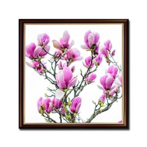Mẫu tranh treo tường khổ vuông hình ảnh những bông hoa mộc lan nở sức hồng tươi