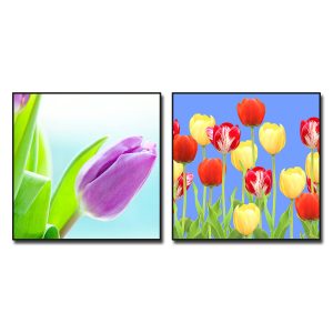 Bộ tranh hoa tulip treo tường đẹp với màu sắc tươi tắn