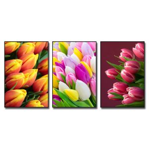 Bộ 3 bức tranh hoa tulip đẹp với những bông hoa nhiều màu sắc