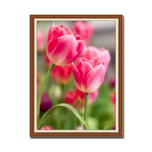 Mẫu tranh khổ đứng đẹp hình ảnh những bông hoa tulip đỏ với sắc màu tươi tắn