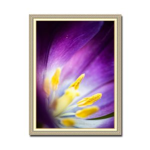 Mẫu tranh khổ đứng đẹp hình ảnh cận cảnh phóng to bông hoa tulip màu tím