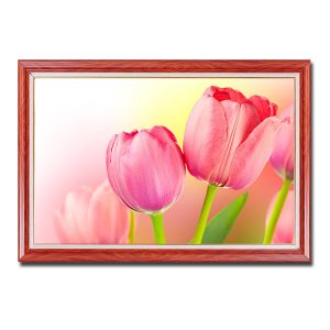 Mẫu tranh treo tường đẹp hình ảnh những bông hoa tulip hồng trên nền hồng loang