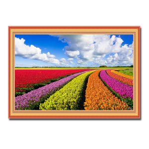 Mẫu tranh treo tường đẹp hình ảnh cánh đồng hoa tulip với những luống hoa nhiều màu sắc