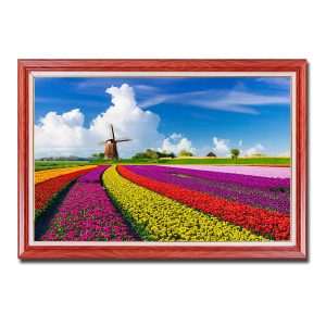 Mẫu tranh treo tường đẹp hình ảnh cánh đồng hoa tulip và cối xay gió