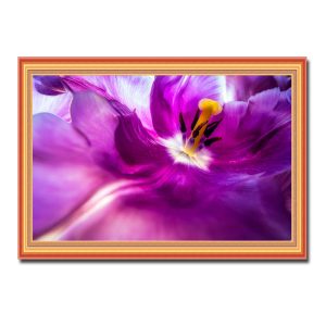 Mẫu tranh treo tường đẹp hình ảnh cận cảnh bên trong một bông hoa tulip màu tím