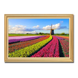 Mẫu tranh treo tường hình ảnh cánh đồng hoa tulip đẹp với những luống hoa nhiều màu sắc