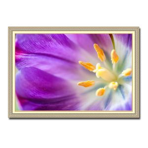 Mẫu tranh treo tường đẹp hình ảnh cận cảnh bông hoa tulip cánh tím nhụy vàng
