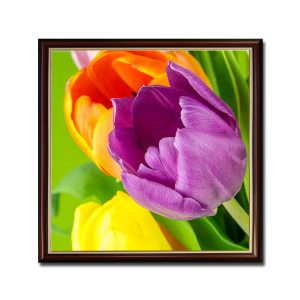 Mẫu tranh khổ vuông đẹp hình ảnh hoa tulip tím và vàng cam
