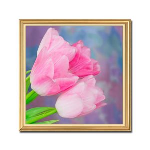 Mẫu tranh khổ vuông đẹp những bông hoa tulip màu hồng phai tươi tắn
