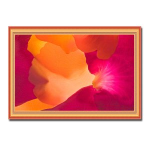 Mẫu tranh hoa hồng đẹp với màu sắc ảo diệu của những cánh hoa như một bức tranh nghệ thuật trừu tượng