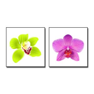 Bộ tranh treo tường đẹp hình ảnh bông hoa lan xanh và đỏ