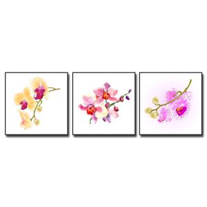 Bộ 3 bức tranh hoa lan hồ điệp đẹp trên nền trắng
