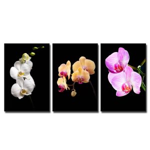 Bộ 3 bức tranh đẹp hình ảnh hoa lan hồ điệp trắng vàng và tím hồng