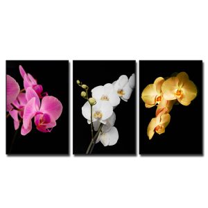 Bộ 3 bức tranh đẹp hình ảnh những cành hoa lan hồng trắng và vàng trên nền đen
