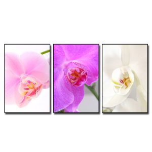 Bộ 3 bức tranh đẹp hình ảnh cận cảnh những bông hoa lan màu hồng nhạt, tím hồng và trắng